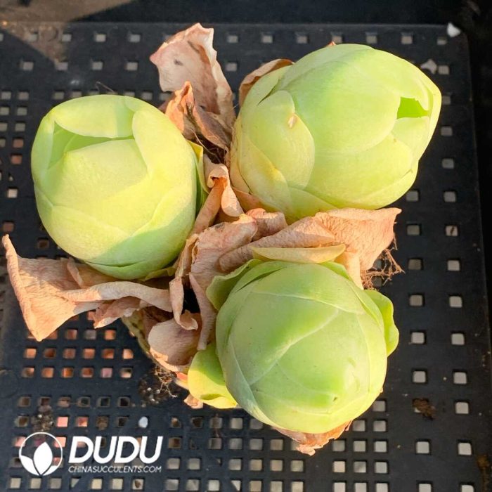 Aeonium Greenovia Bai Yu Egg - Image 2