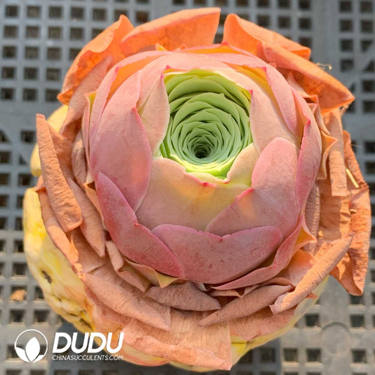 1748594696-e201.jpg Aeonium Greenovia Ice Pa - Image 1