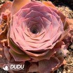 Aeonium Greenovia Golden Palma - Image 2