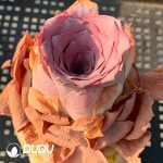 Aeonium Greenovia Golden Palma - Image 2