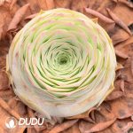 Aeonium Greenovia Cocosi