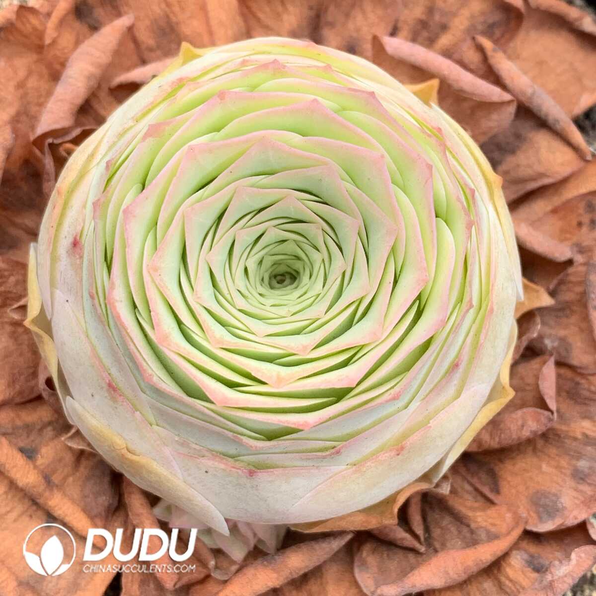 1748594729-e201.jpg Aeonium Greenovia Cocosi - Image 1