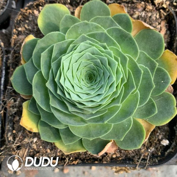 Aeonium Greenovia Cocosi - Image 2