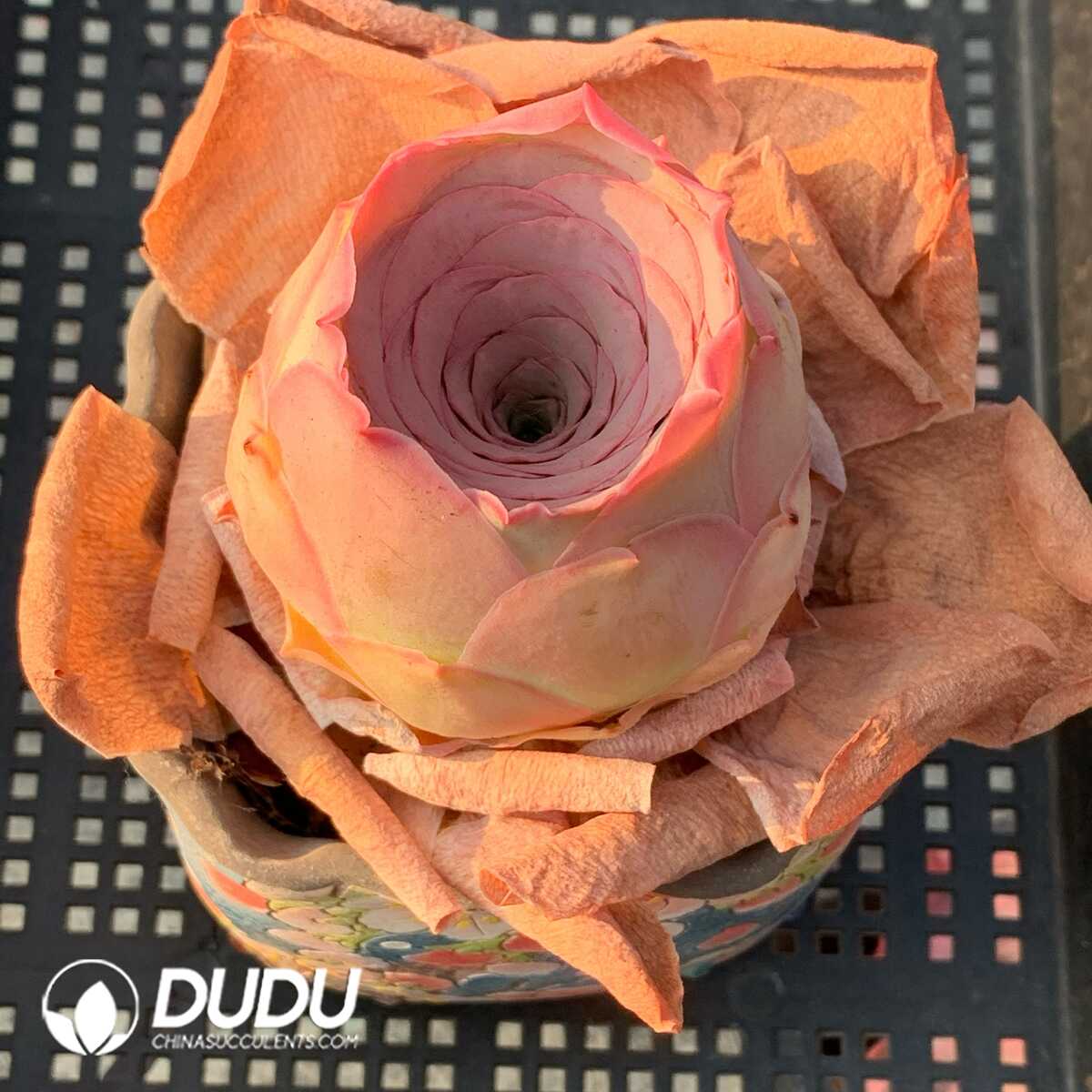 1748594743-e201.jpg Aeonium Greenovia Palma - Image 1