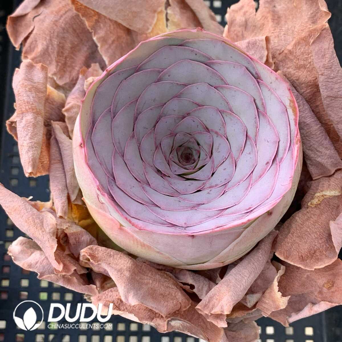 1748594747-e201.jpg Aeonium Greenovia Palma - Image 1