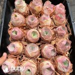 Aeonium Greenovia Palma - Image 2