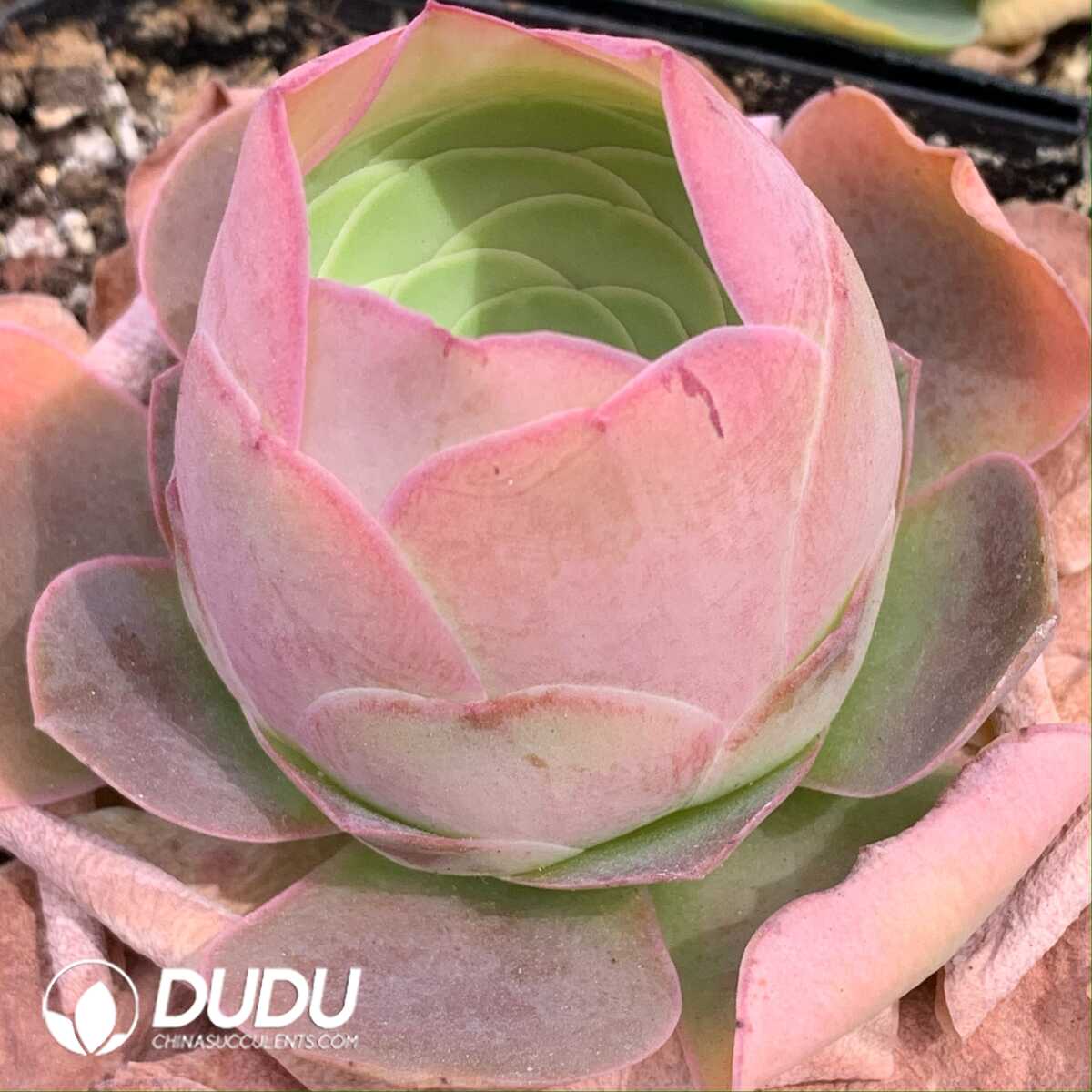 1748594755-e201.jpg Aeonium Greenovia Palma - Image 1