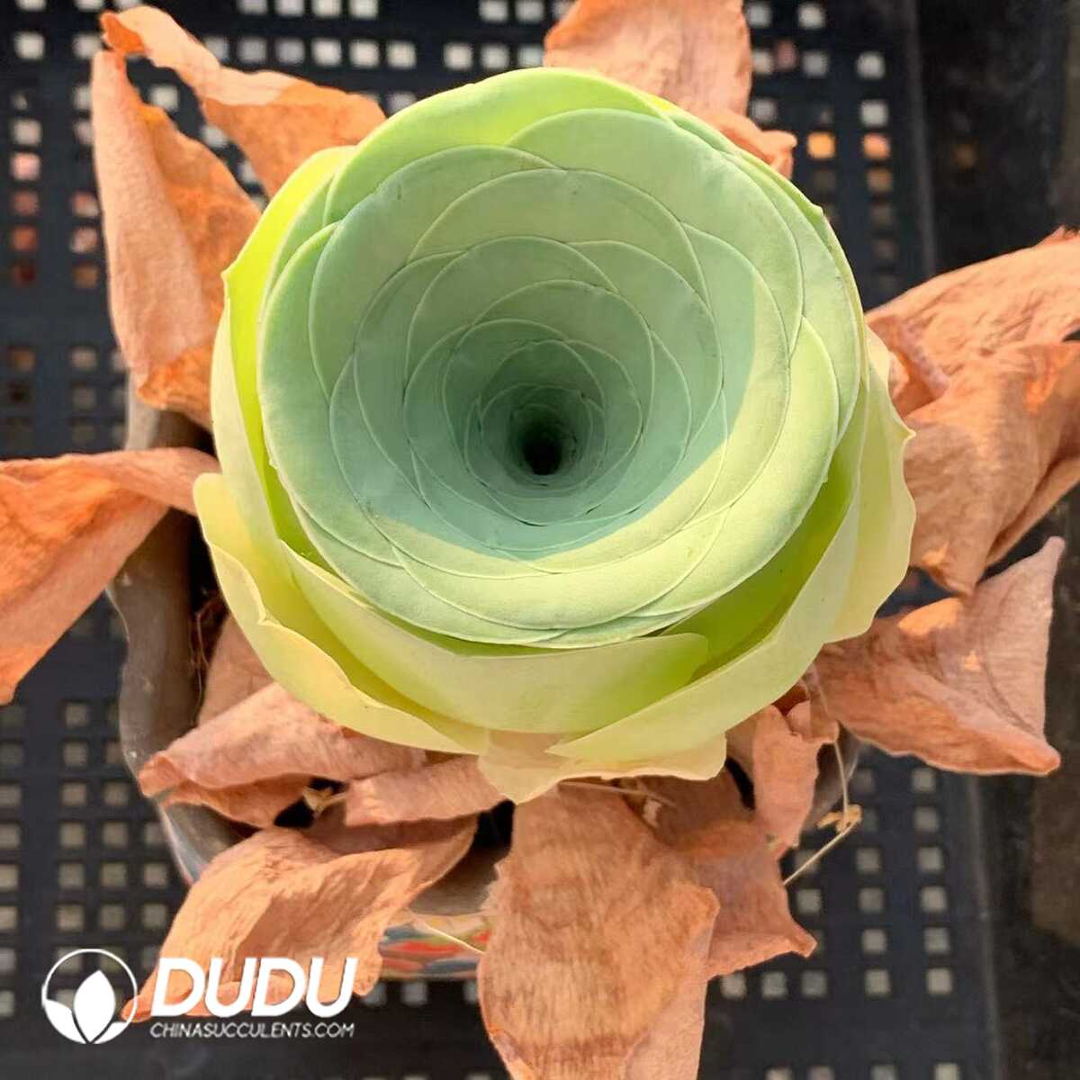 1748594758-e201.jpg Aeonium Greenovia Ruohua Wine Glass - Image 1