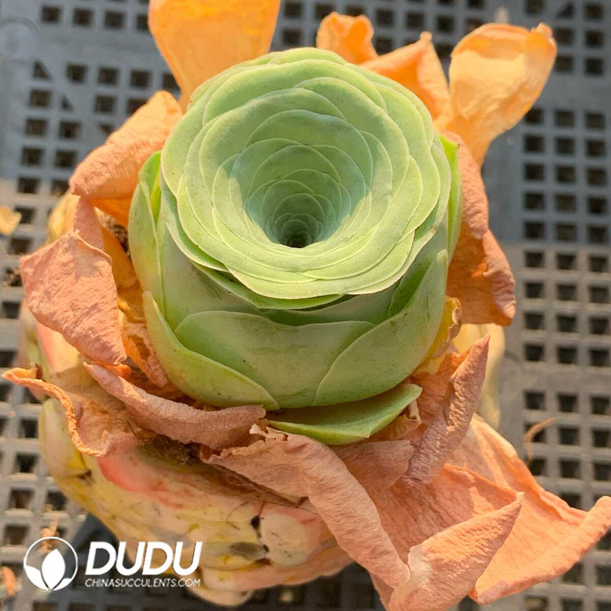 1748594763-e201.jpg Aeonium Greenovia Peach - Image 1