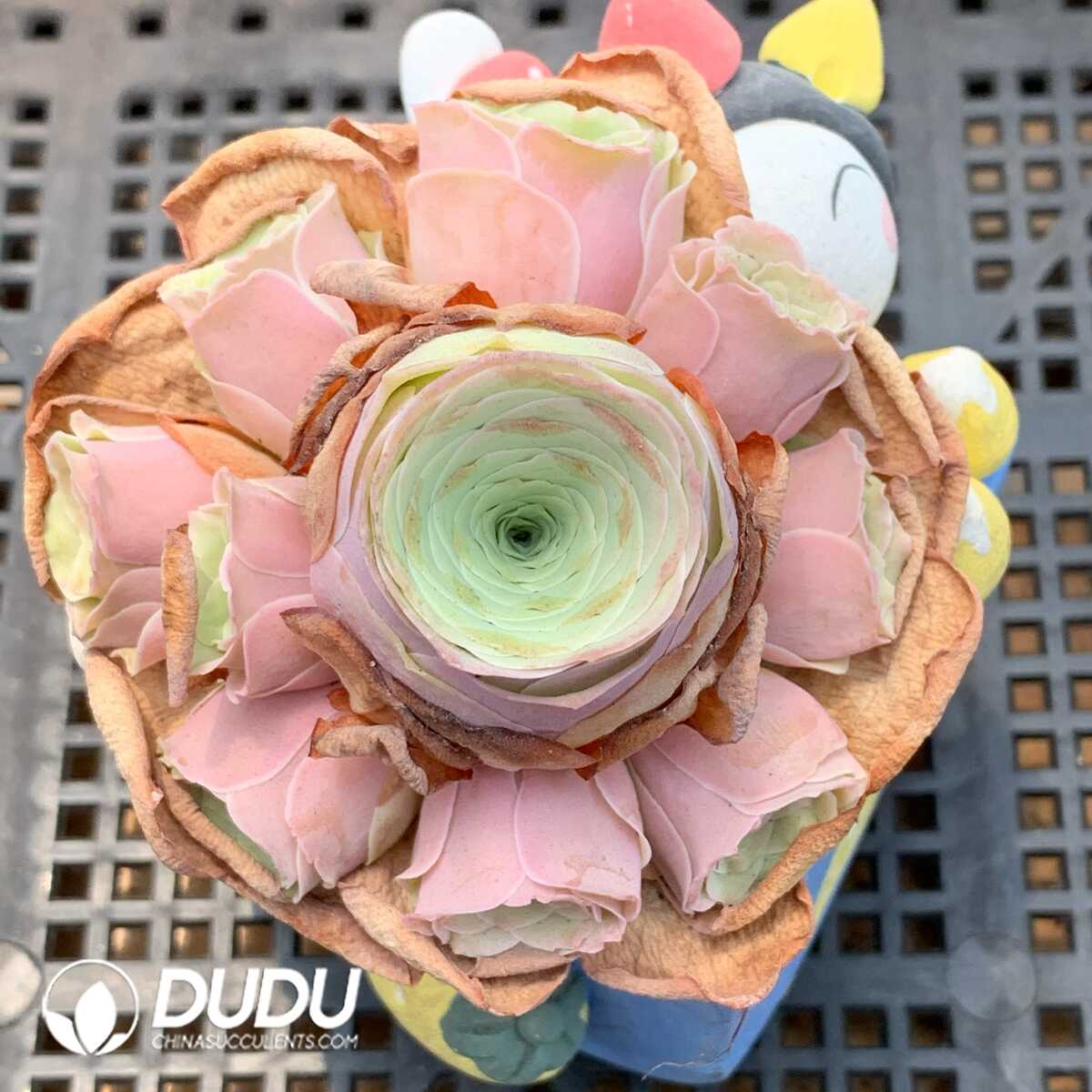 1748594774-e201.jpg Aeonium Greenovia Love letter Clustering - Image 1