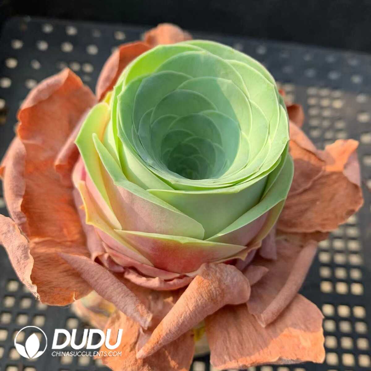 1748594777-e201.jpg Aeonium Greenovia Snow Crystal Love Wine Glass - Image 1