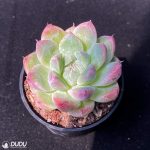 Echeveria Alba Beauty