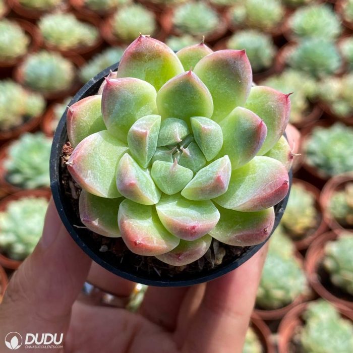 Echeveria Alba Beauty - Image 2