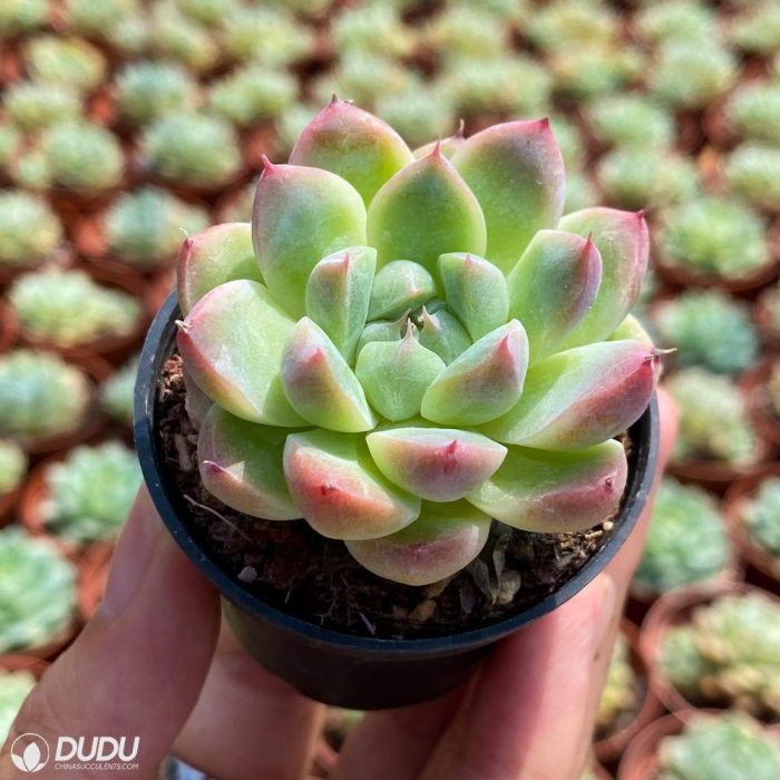 Echeveria Alba Beauty - Image 3