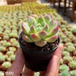 Echeveria Alba Beauty - Image 4