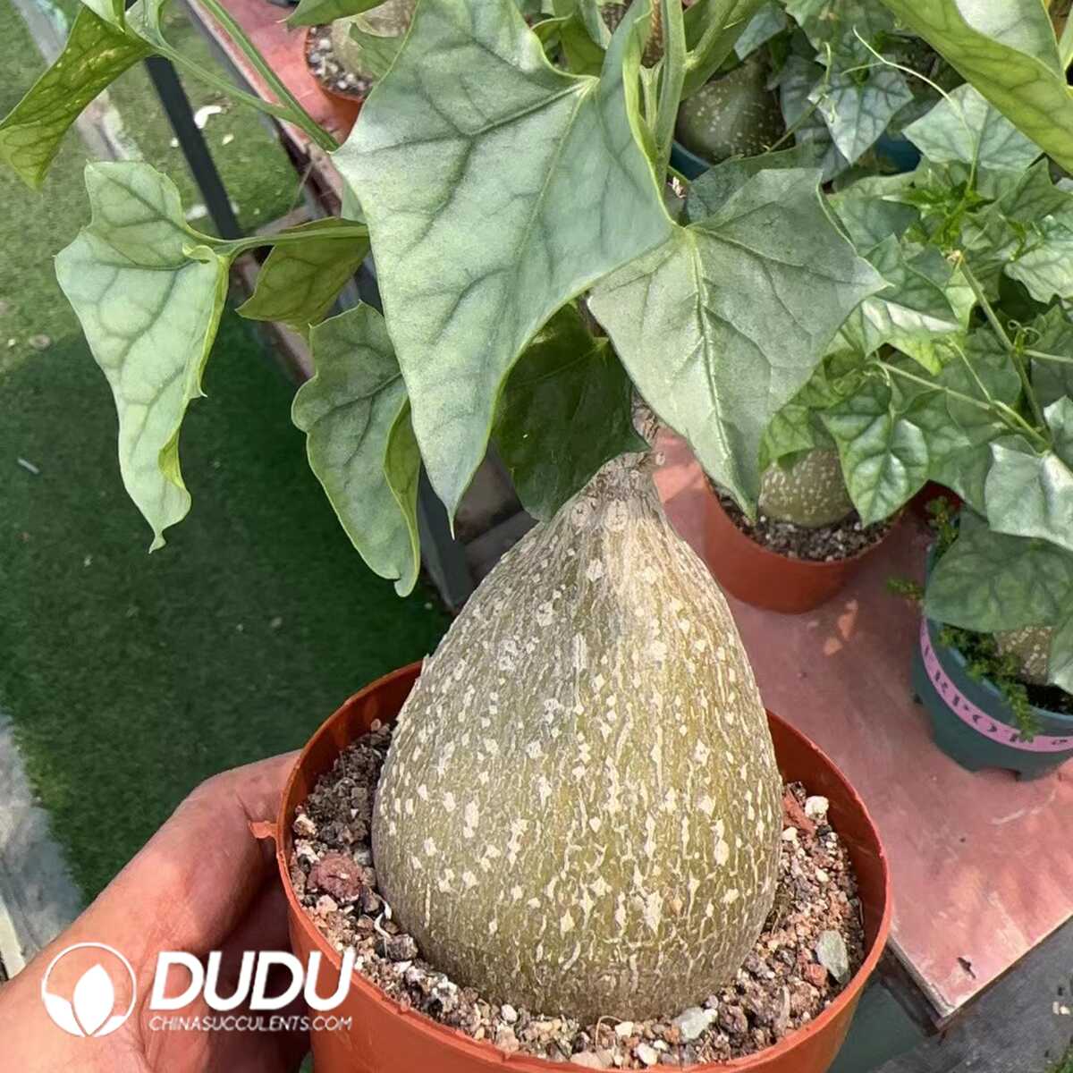 1749192272-e201.jpg Gerradanthus macrorrhizus - Image 1