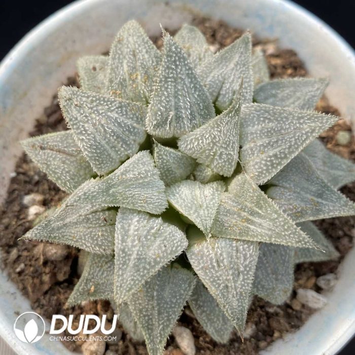 1749192275-e201.jpg Haworthia Beauty Moon Shadow - Image 1