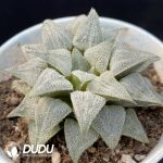 Haworthia Beauty Moon Shadow - Image 2