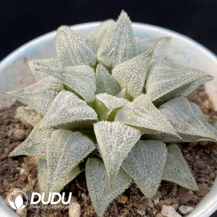Haworthia Beauty Moon Shadow - Image 2