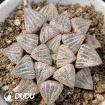Haworthia Snow Bunny