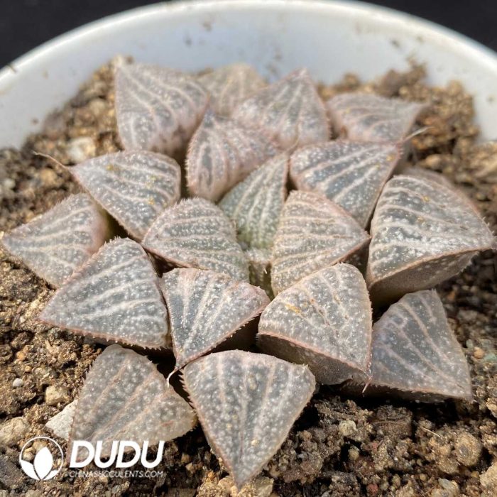 Haworthia Snow Bunny - Image 2