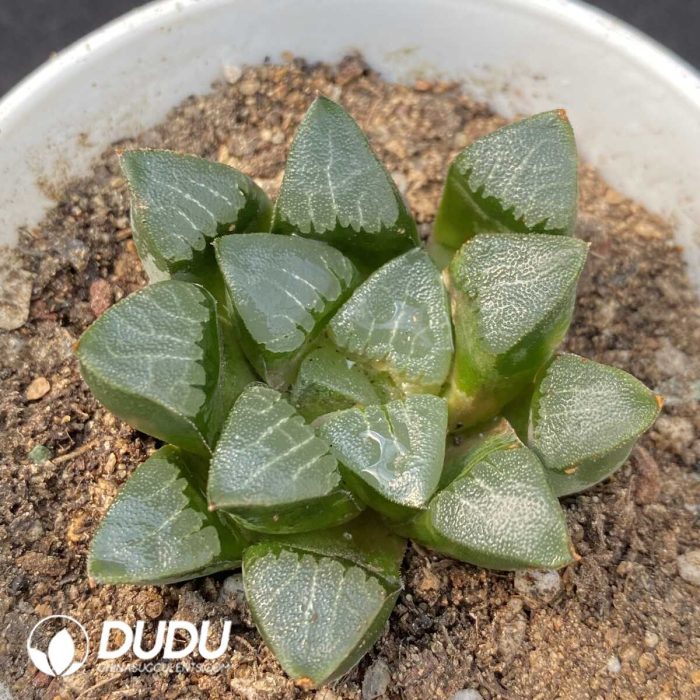 Haworthia Splendens - Image 1