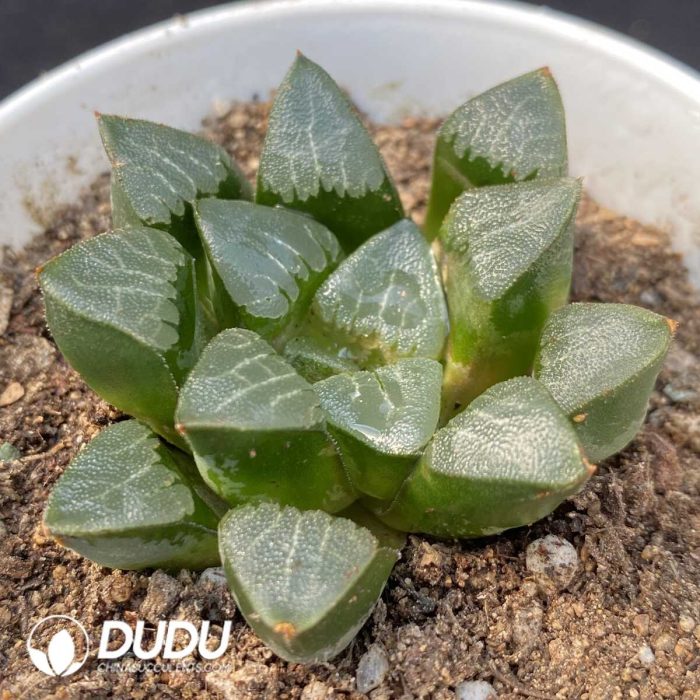 Haworthia Splendens - Image 2