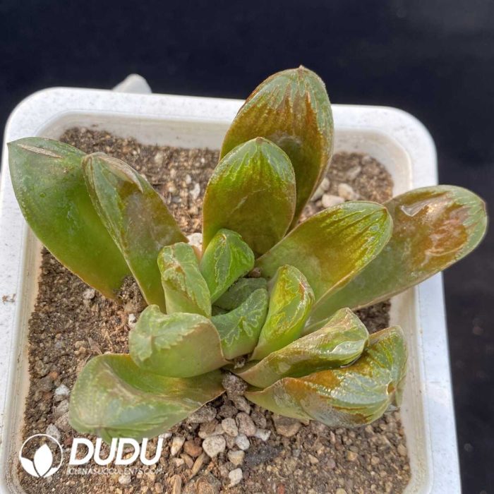 1749192290-e201.jpg Haworthia Emelyae - Image 1