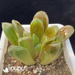 Haworthia Emelyae - Image 2