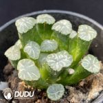 Haworthia Large Black Jade Fan