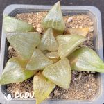 Haworthia Mu Yi Kangping