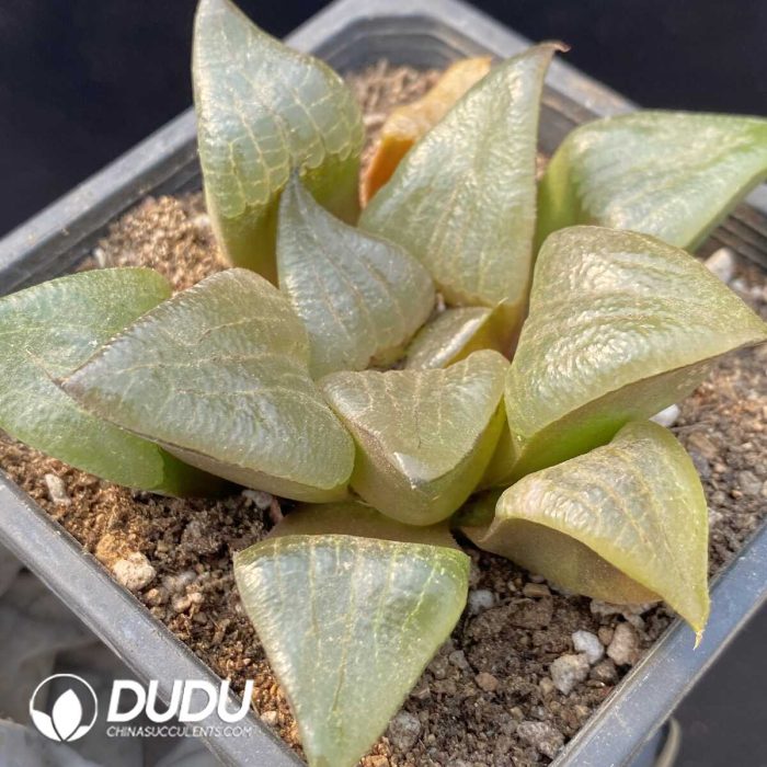 Haworthia Mu Yi Kangping - Image 2