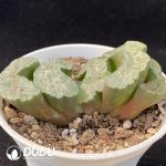 Stenocereus fimbriatus - Image 2