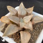 Haworthia Tewang - Image 2