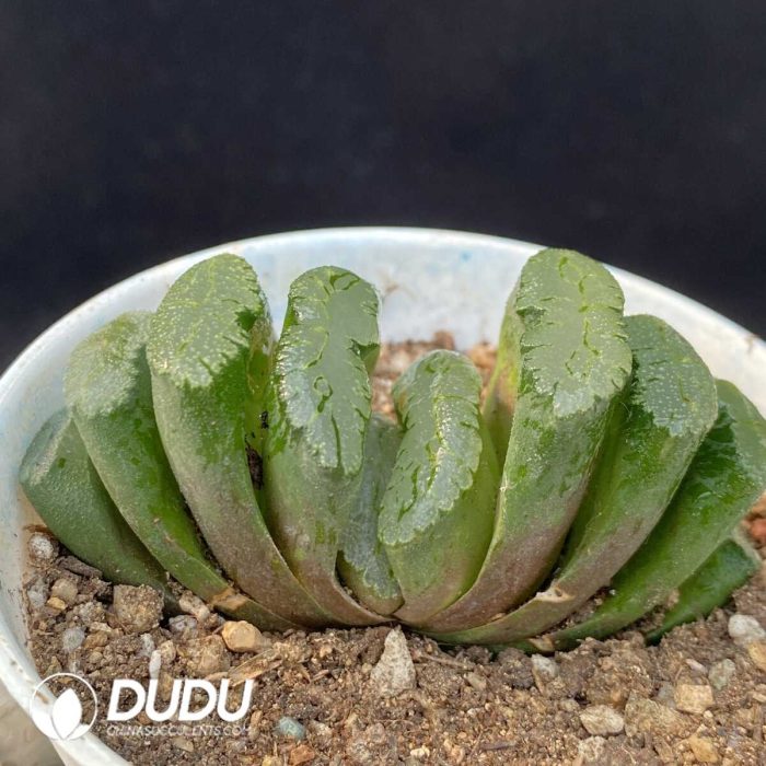 Haworthia Green Island Truncata - Image 2