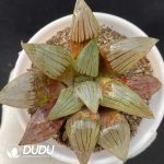 Haworthia Red Pattern Magnifica