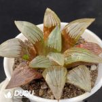 Haworthia Red Pattern Magnifica - Image 2