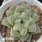 Haworthia Mao Yu Lu