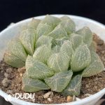 Haworthia Mao Yu Lu - Image 2