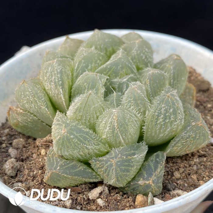 Haworthia Mao Yu Lu - Image 2