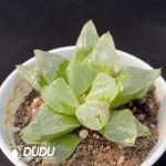 Haworthia Ice City - Image 2