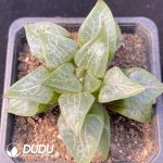 Haworthia Hagiwara Compto