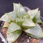 Haworthia Hagiwara Compto - Image 2