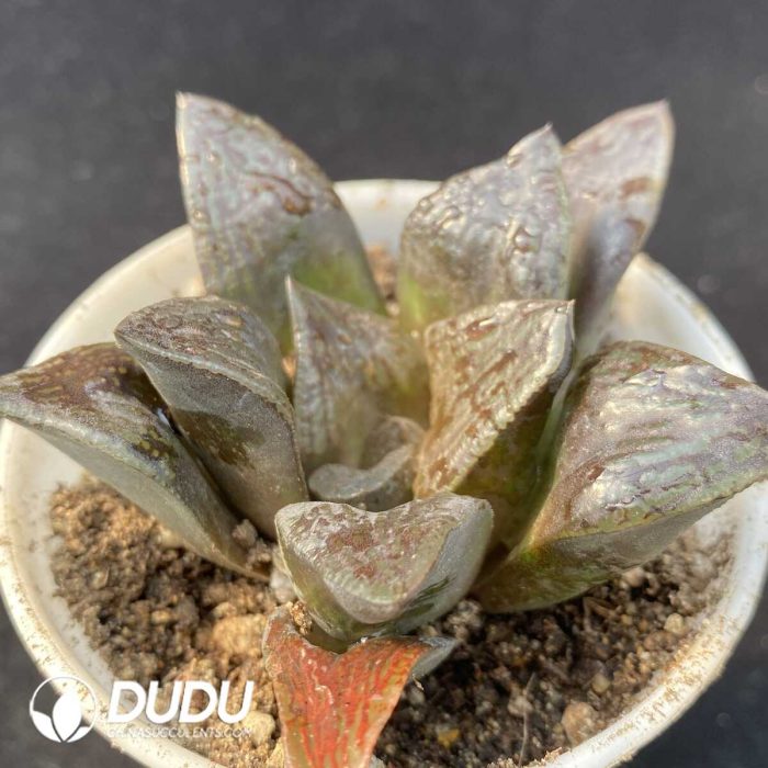 Haworthia Chocolate - Image 2
