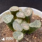 Haworthia Sun - Image 2