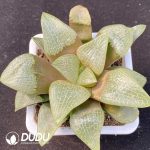 Haworthia Butterfly