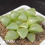 Haworthia Qin Zhi Ji - Image 2