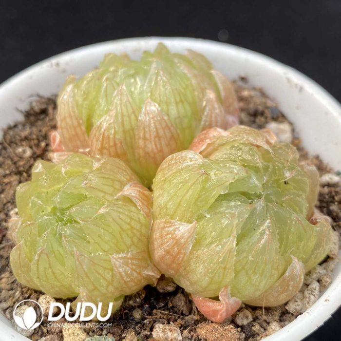 Haworthia cooperi var. picturata Clustering 3 heads - Image 2