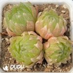 Haworthia cooperi var. picturata Clustering 4 heads