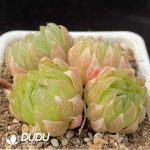 Haworthia cooperi var. picturata Clustering 4 heads - Image 2